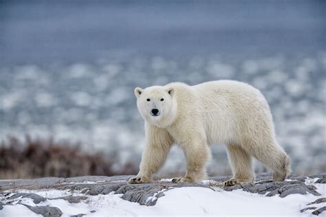 Arctic Bear Betano